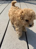 Hershey , a female Cavapoo for sale in Minneapolis, MN – 3 of 9