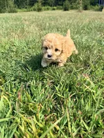 Hershey , a female Cavapoo for sale in Minneapolis, MN – 5 of 9