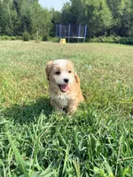 Snickers, a male Cavapoo for sale in Minneapolis, MN – 8 of 8