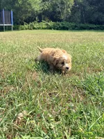 Milky Way , a female Cavapoo for sale in Minneapolis, MN – 8 of 10