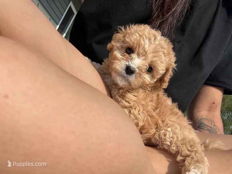 Hershey  – Cavapoo puppy for sale in Minneapolis, MN
