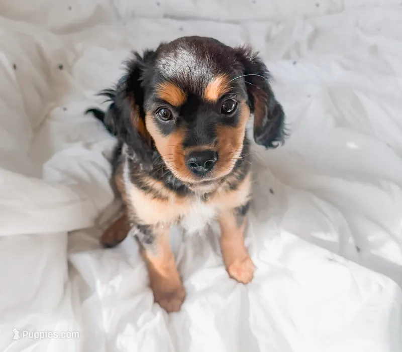 Stone – Cavalier King Charles Spaniel, Miniature Australian Shepherd puppy for sale in Liberty Hill, TX