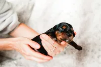 Stone, a male Cavalier King Charles Spaniel and Miniature Australian Shepherd for sale in Liberty Hill, TX – 5 of 5