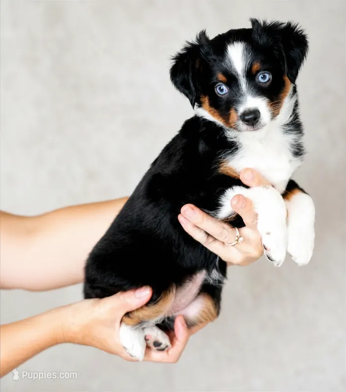 Daisy – Toy Australian Shepherd puppy for sale in Georgetown, TX