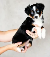 Daisy, a female Toy Australian Shepherd for sale in Georgetown, TX – 1 of 6