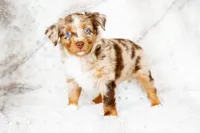 Rocky, a female Toy Australian Shepherd for sale in Georgetown, TX – 5 of 7