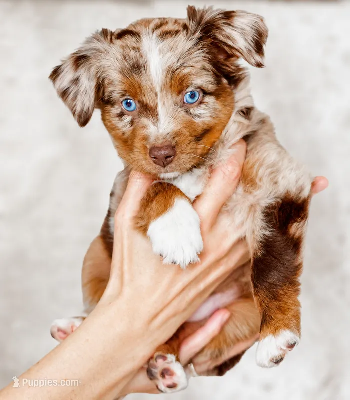 Rocky – Toy Australian Shepherd puppy for sale in Georgetown, TX