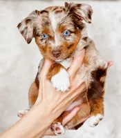 Rocky, a female Toy Australian Shepherd for sale in Georgetown, TX – 1 of 7