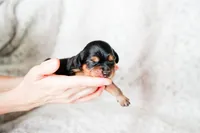 Primrose, a female Aussalier for sale in Georgetown, TX – 3 of 4
