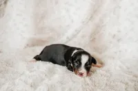 Daisy, a female Toy Australian Shepherd for sale in Georgetown, TX – 6 of 6