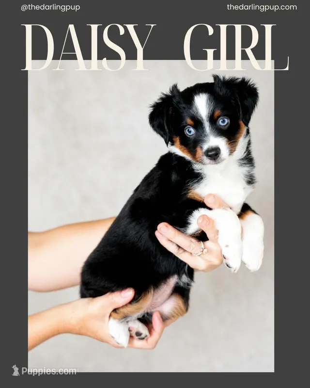 Daisy - full tail – Toy Australian Shepherd puppy for sale in Georgetown, TX