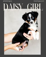 Daisy - full tail, a female Toy Australian Shepherd for sale in Liberty Hill, TX – 1 of 8