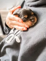 Stone, a male Aussalier for sale in Georgetown, TX – 5 of 6