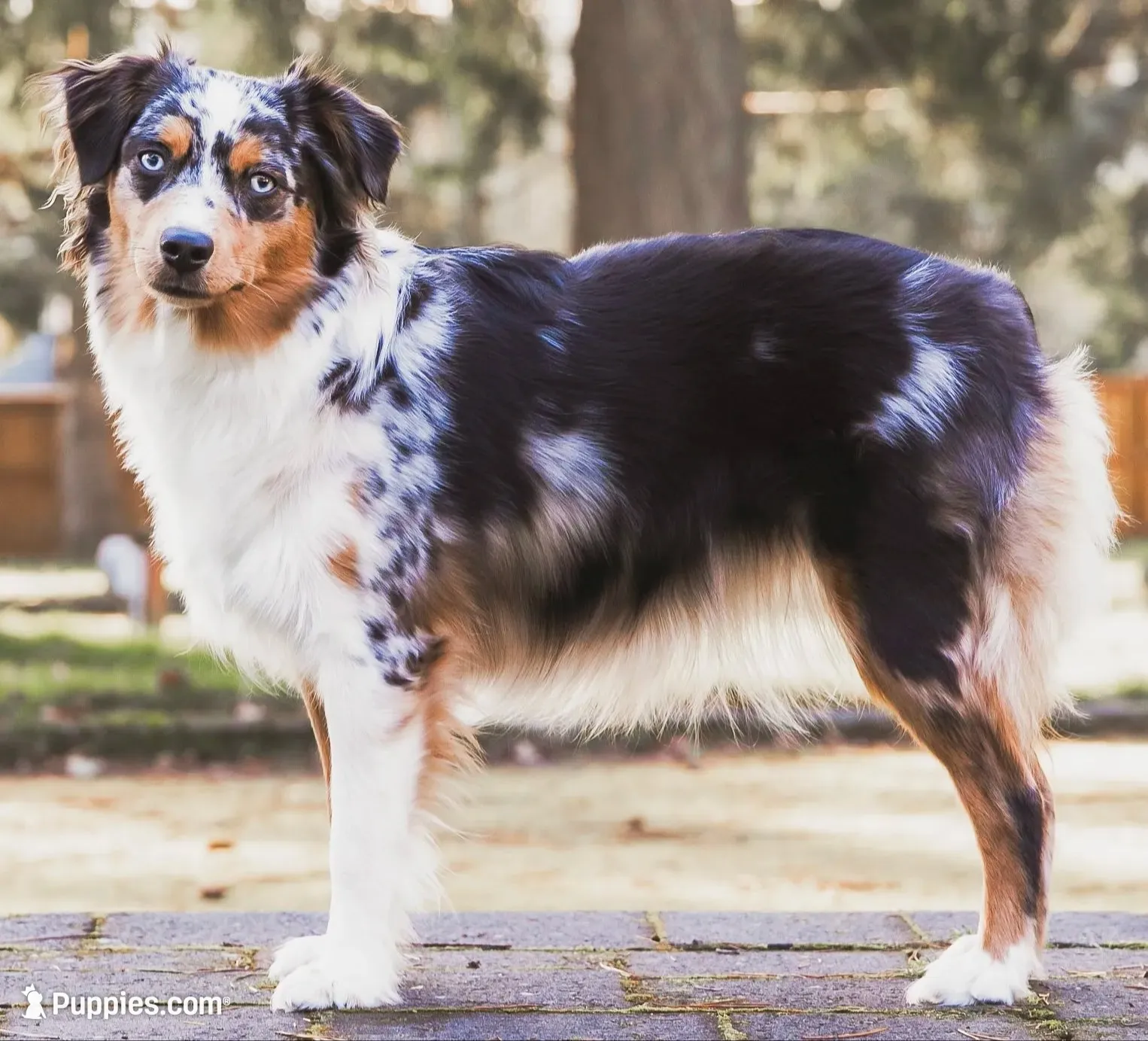 Daisy - full tail, a female Toy Australian Shepherd for sale in Liberty Hill, TX – 7 of 8