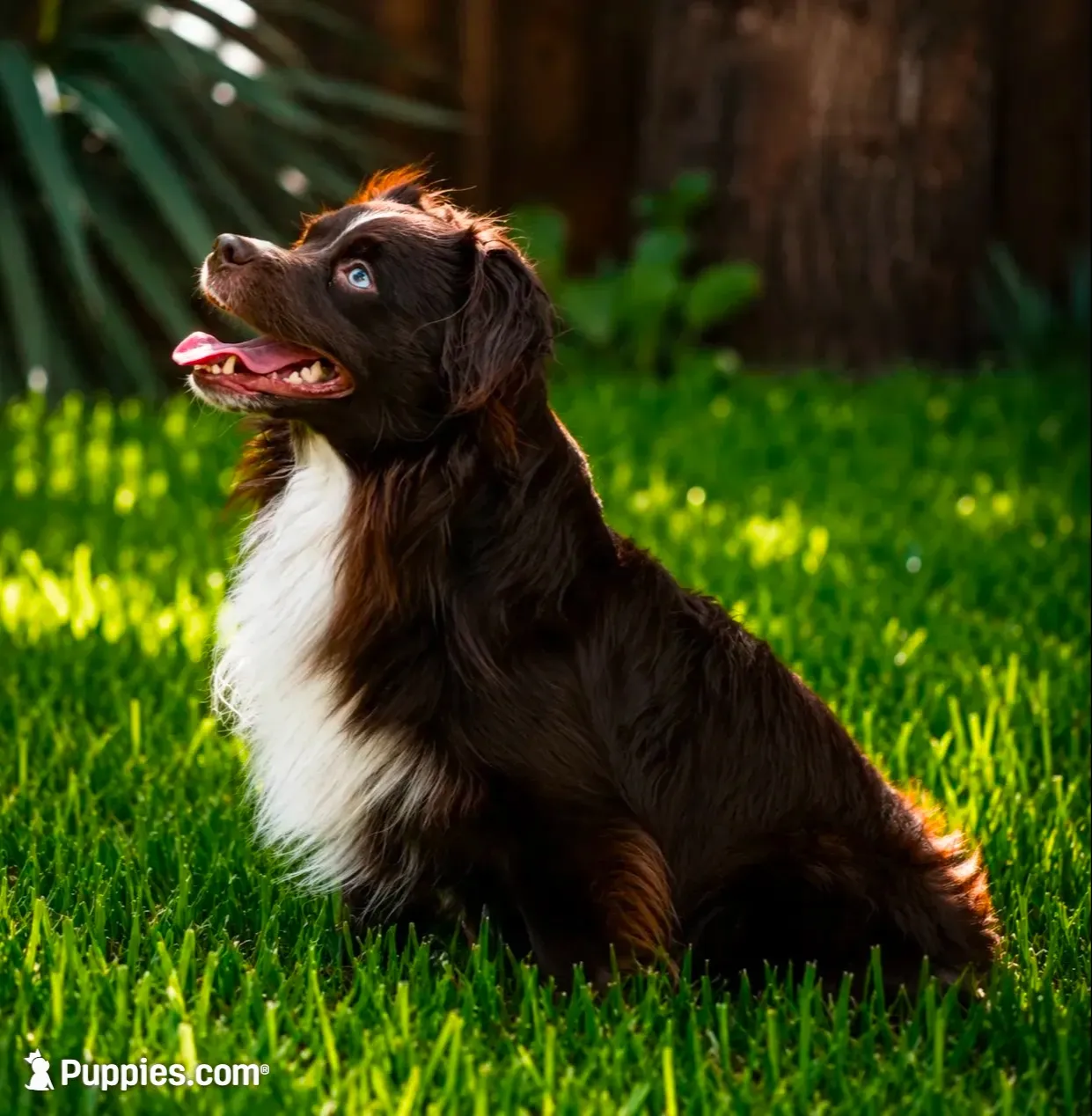 Ivy - full tail, a female Miniature Australian Shepherd for sale in Liberty Hill, TX – 7 of 8