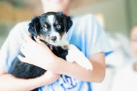 Daisy, a female Toy Australian Shepherd for sale in Georgetown, TX – 4 of 6