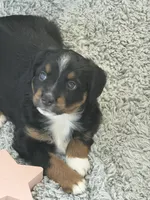 Ivy - full tail, a female Miniature Australian Shepherd for sale in Liberty Hill, TX – 2 of 8
