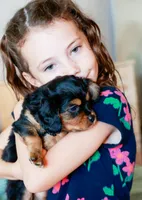 Stone, a male Cavalier King Charles Spaniel and Aussalier for sale in Georgetown, TX – 5 of 8
