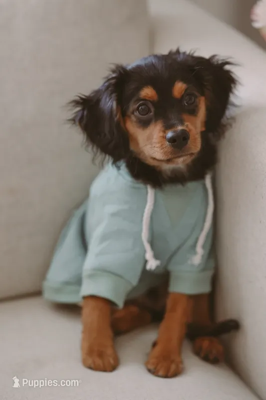 Stone – Cavalier King Charles Spaniel, Aussalier puppy for sale in Liberty Hill, TX