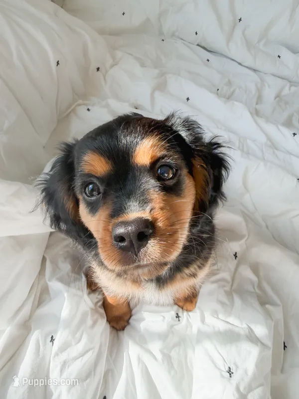 Stone – Cavalier King Charles Spaniel, Miniature American Shepherd puppy for sale in Liberty Hill, TX