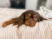 Chip, a male Cavalier King Charles Spaniel and Toy Australian Shepherd for sale in Liberty Hill, TX – 7 of 10