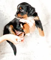 Ivy, a female Miniature Australian Shepherd for sale in Georgetown, TX – 2 of 7