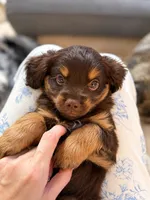 Chip, a male Cavalier King Charles Spaniel and Toy Australian Shepherd for sale in Liberty Hill, TX – 1 of 10