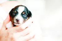 Daisy, a female Toy Australian Shepherd for sale in Georgetown, TX – 2 of 6