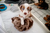 Clover, a female Miniature Australian Shepherd for sale in Georgetown, TX – 4 of 7