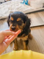 Stone, a male Cavalier King Charles Spaniel and Aussalier for sale in Georgetown, TX – 8 of 8