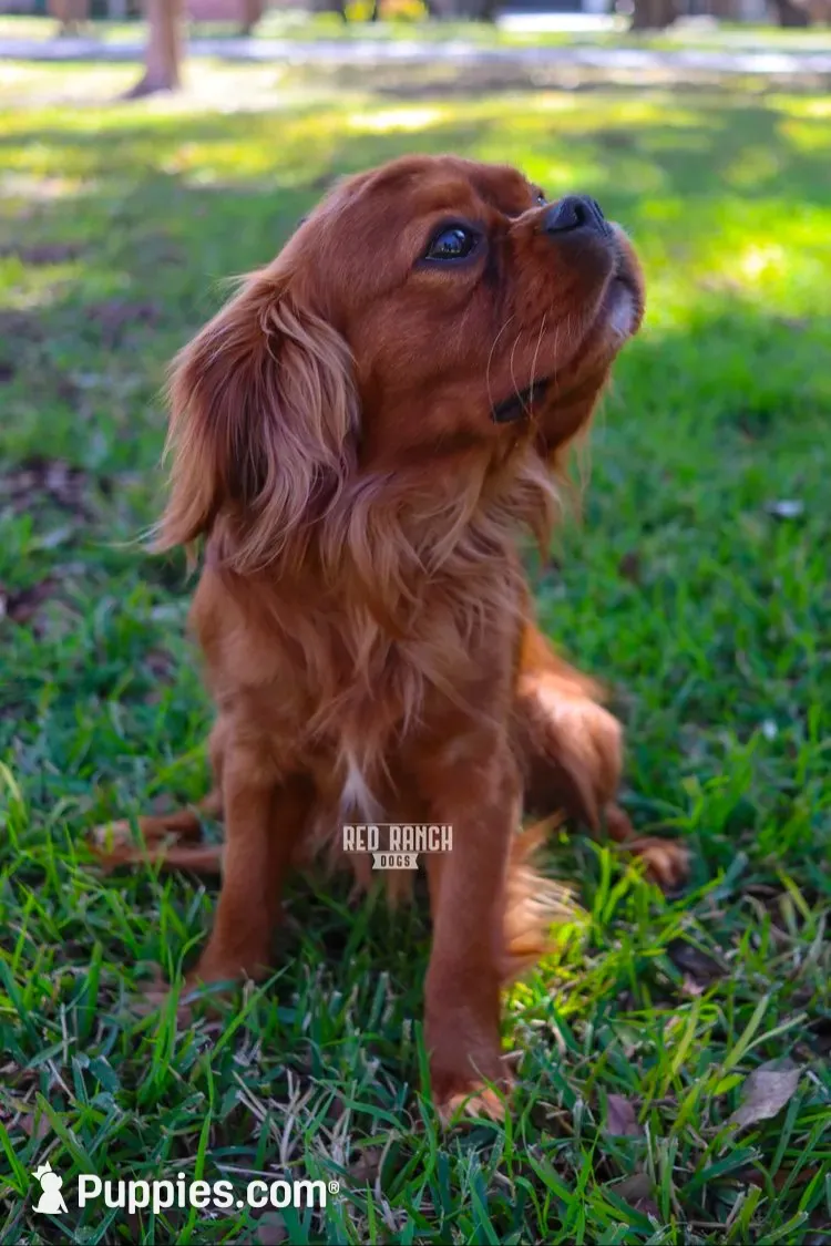 Stone, a male Aussalier for sale in Liberty Hill, TX – 7 of 10
