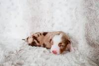 Clover, a female Miniature Australian Shepherd for sale in Georgetown, TX – 5 of 7
