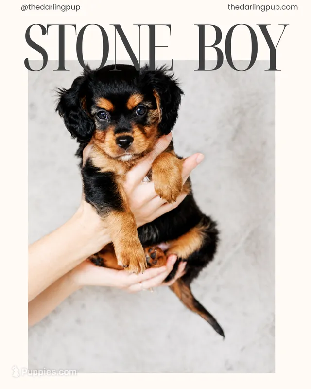 Stone – Cavalier King Charles Spaniel, Aussalier puppy for sale in Georgetown, TX