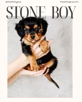 Stone, a male Cavalier King Charles Spaniel and Aussalier for sale in Georgetown, TX – 1 of 8
