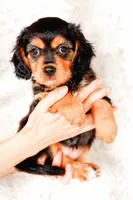 Primrose, a female Aussalier for sale in Georgetown, TX – 2 of 4