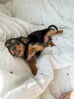Stone, a male Cavalier King Charles Spaniel and Miniature Australian Shepherd for sale in Liberty Hill, TX – 2 of 5