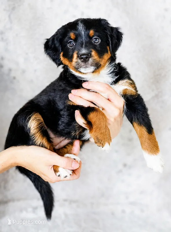 Ivy – Miniature Australian Shepherd puppy for sale in Georgetown, TX