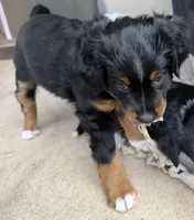 Ivy, a female Miniature Australian Shepherd for sale in Georgetown, TX – 7 of 7