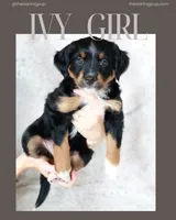 Ivy - full tail, a female Miniature Australian Shepherd for sale in Liberty Hill, TX – 1 of 8