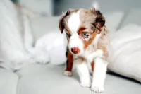 Clover, a female Miniature Australian Shepherd for sale in Georgetown, TX – 3 of 7