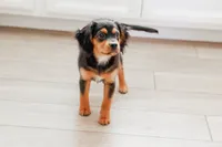 Stone, a male Miniature Australian Shepherd and Aussalier for sale in Liberty Hill, TX – 2 of 8