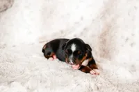 Ivy, a female Miniature Australian Shepherd for sale in Georgetown, TX – 5 of 7