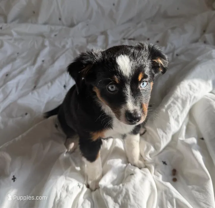 Daisy - full tail – Toy Australian Shepherd puppy for sale in Liberty Hill, TX