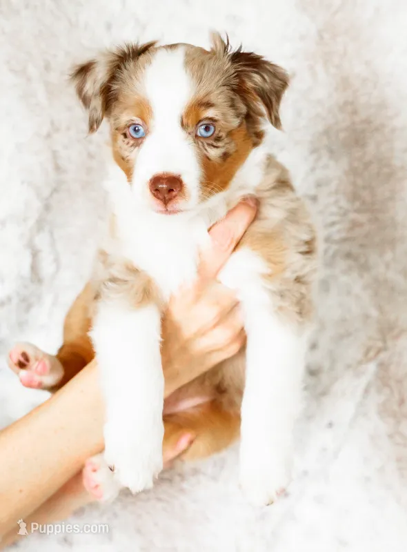 Clover – Miniature Australian Shepherd puppy for sale in Georgetown, TX
