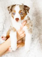 Clover, a female Miniature Australian Shepherd for sale in Georgetown, TX – 1 of 7
