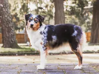 Ivy - full tail, a female Miniature Australian Shepherd for sale in Liberty Hill, TX – 8 of 8