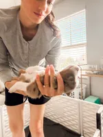 Clover, a female Miniature Australian Shepherd for sale in Georgetown, TX – 6 of 7