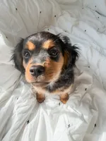Stone, a male Cavalier King Charles Spaniel and Miniature Australian Shepherd for sale in Liberty Hill, TX – 3 of 5