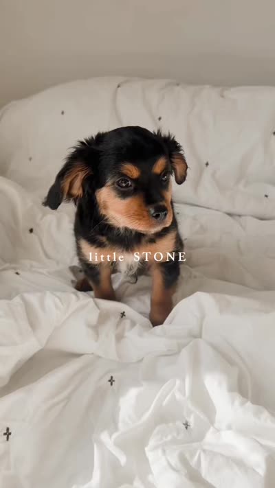 Stone, a male Aussalier for sale in Liberty Hill, TX – 6 of 10
