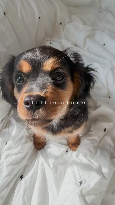 Stone, a male Cavalier King Charles Spaniel and Miniature Australian Shepherd for sale in Liberty Hill, TX – 4 of 5